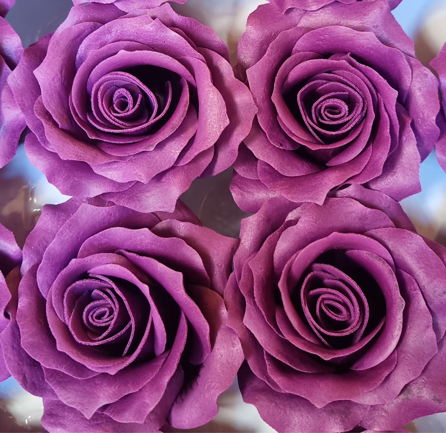 Seifenblume "Rose mittel 124" Violett