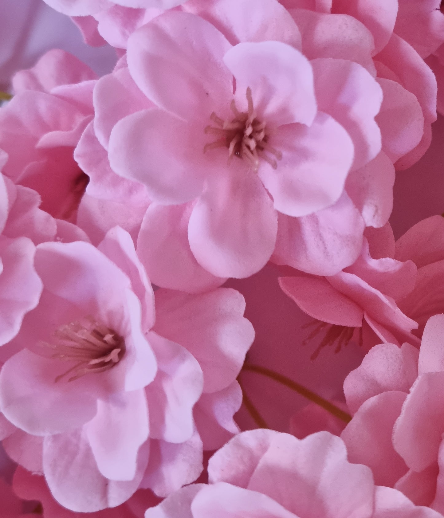 Seifenblume "Kirschblüten 137" Rosa