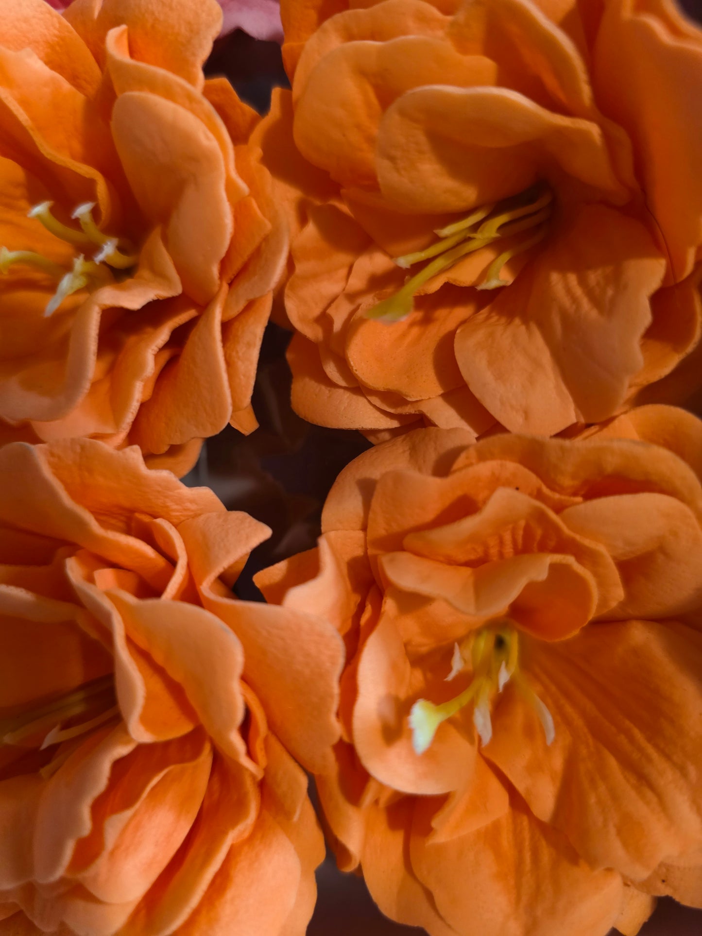 Seifenblume "Azaleen 143" Orange