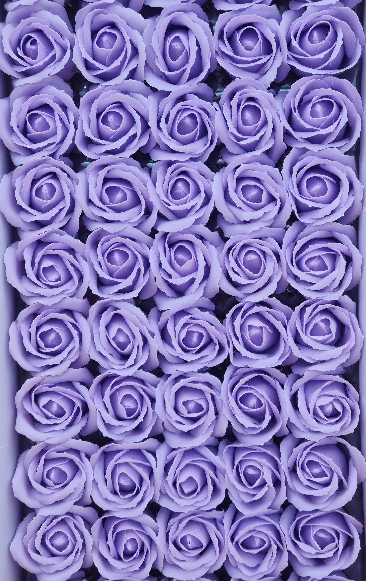 Seifenblume "Rose 14" Rauchiger Flieder