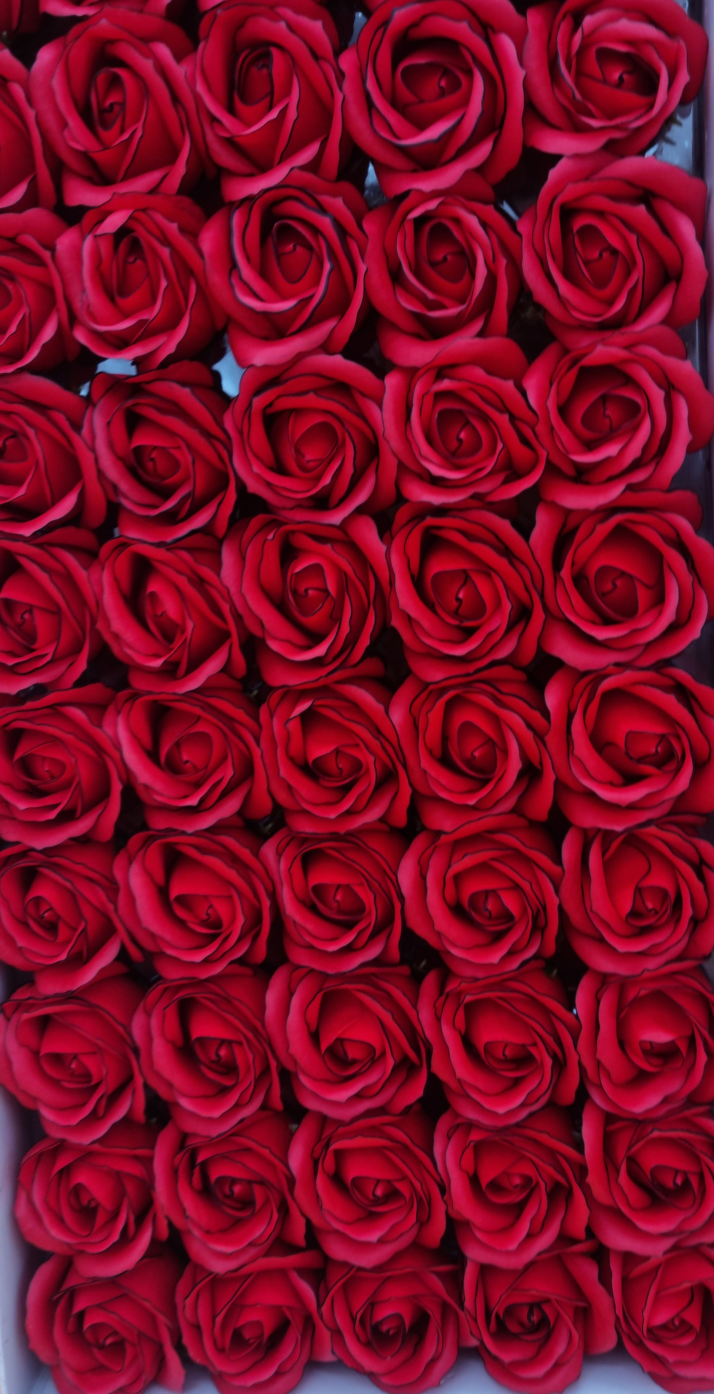 Seifenblume Multicolor Rand "Rose 67" Rot mit schwarzem Rand