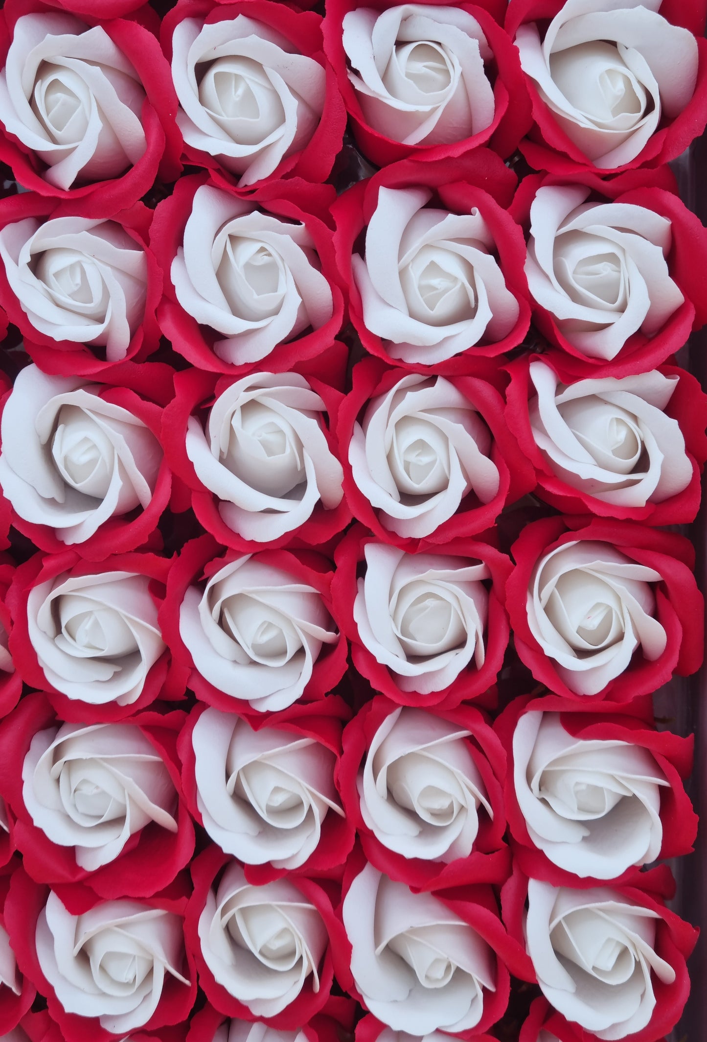 Seifenblume Multicolor "Rose 69" Rot + Weiß