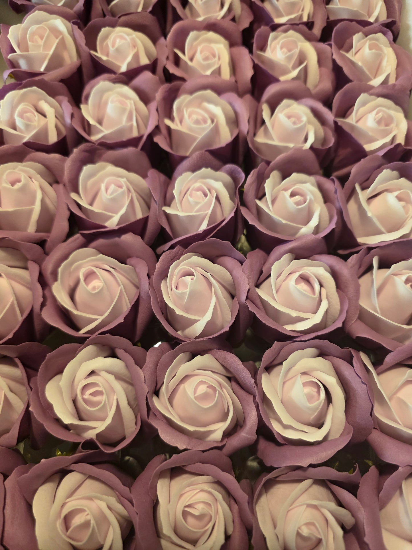 Seifenblume Multicolor Rand "Rose 70" Rosa mit violettem Rand