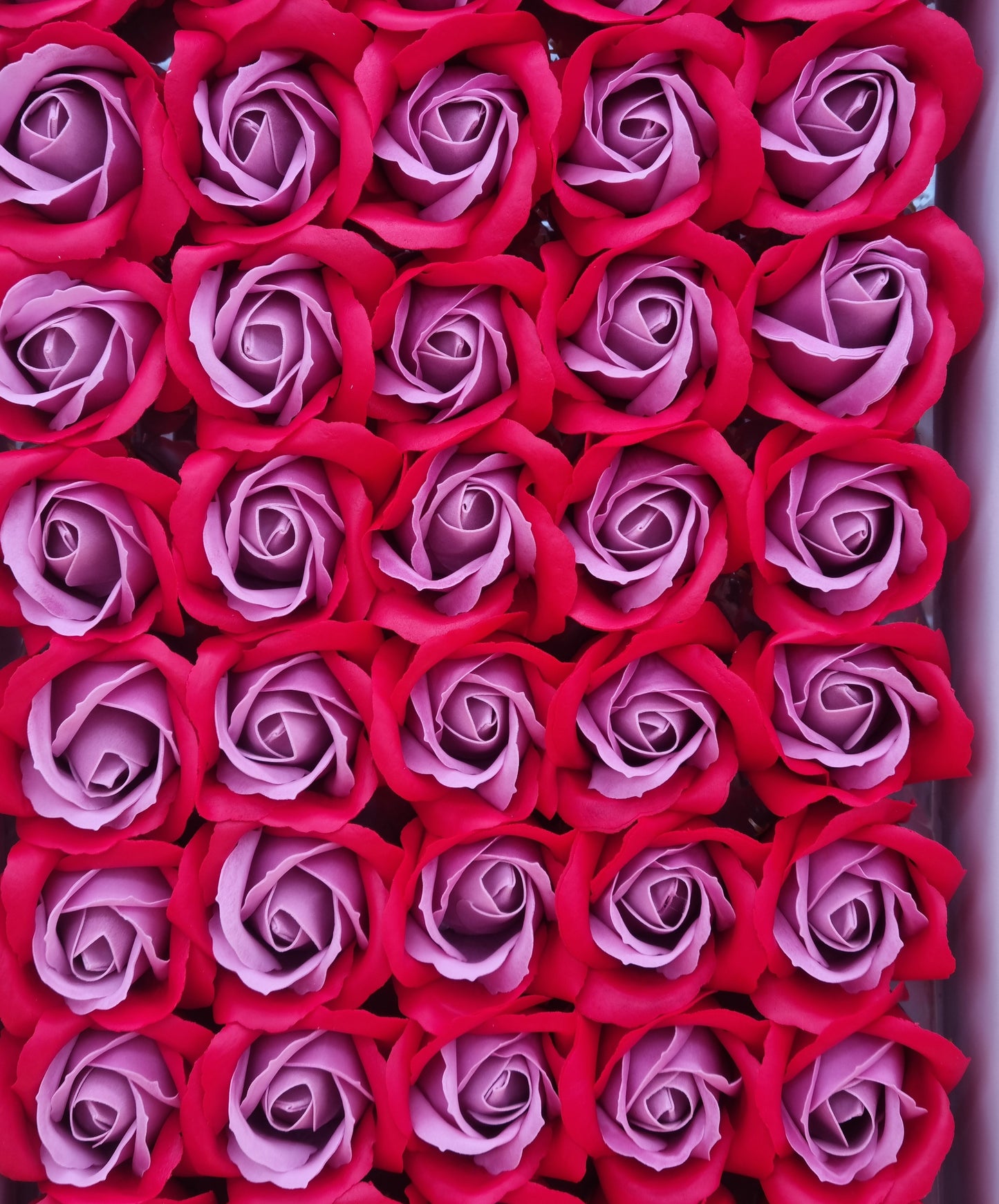 Seifenblume Multicolor "Rose 72" Rot + Rosa