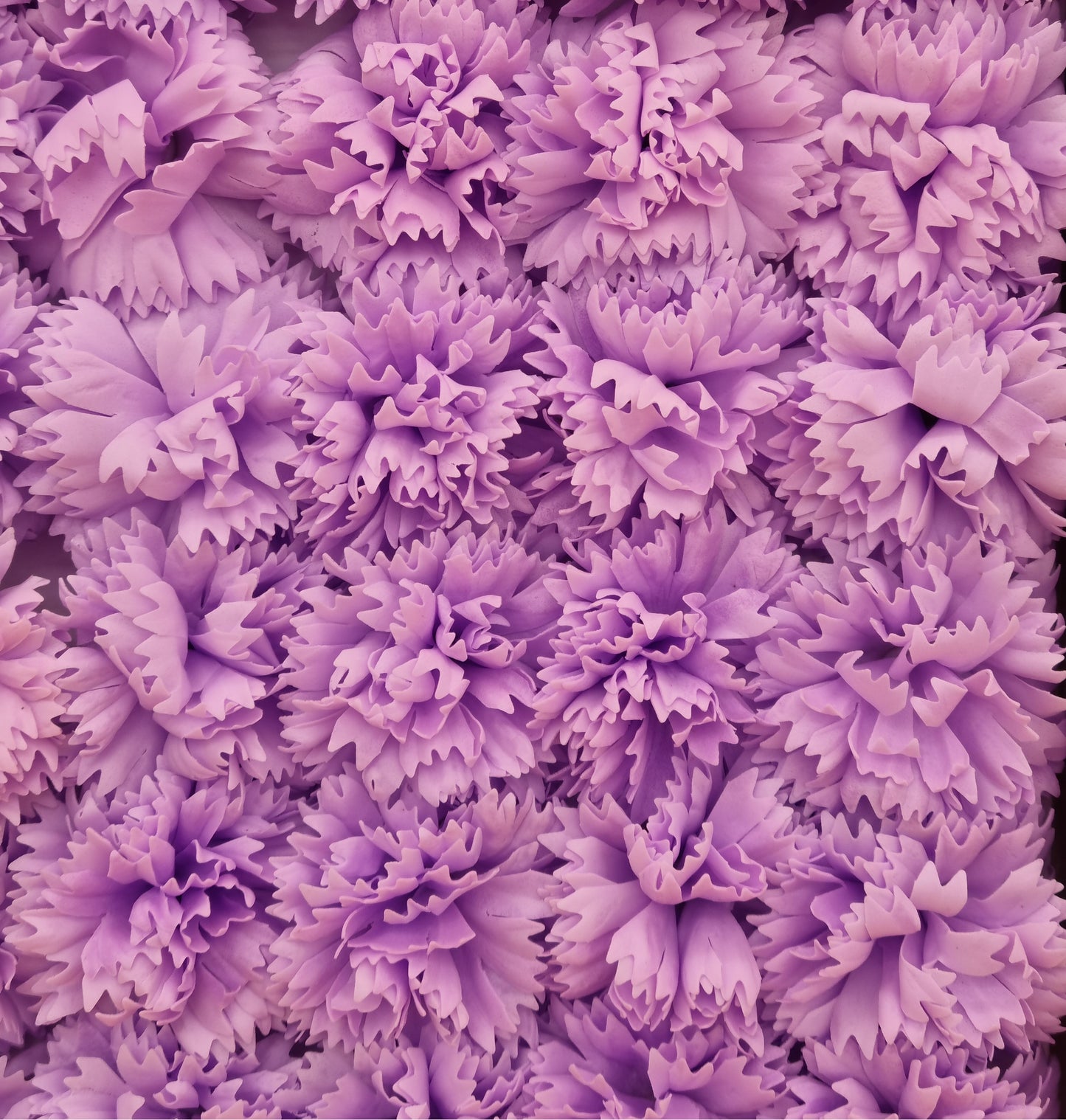 Seifenblume "Nelke 77" Violett