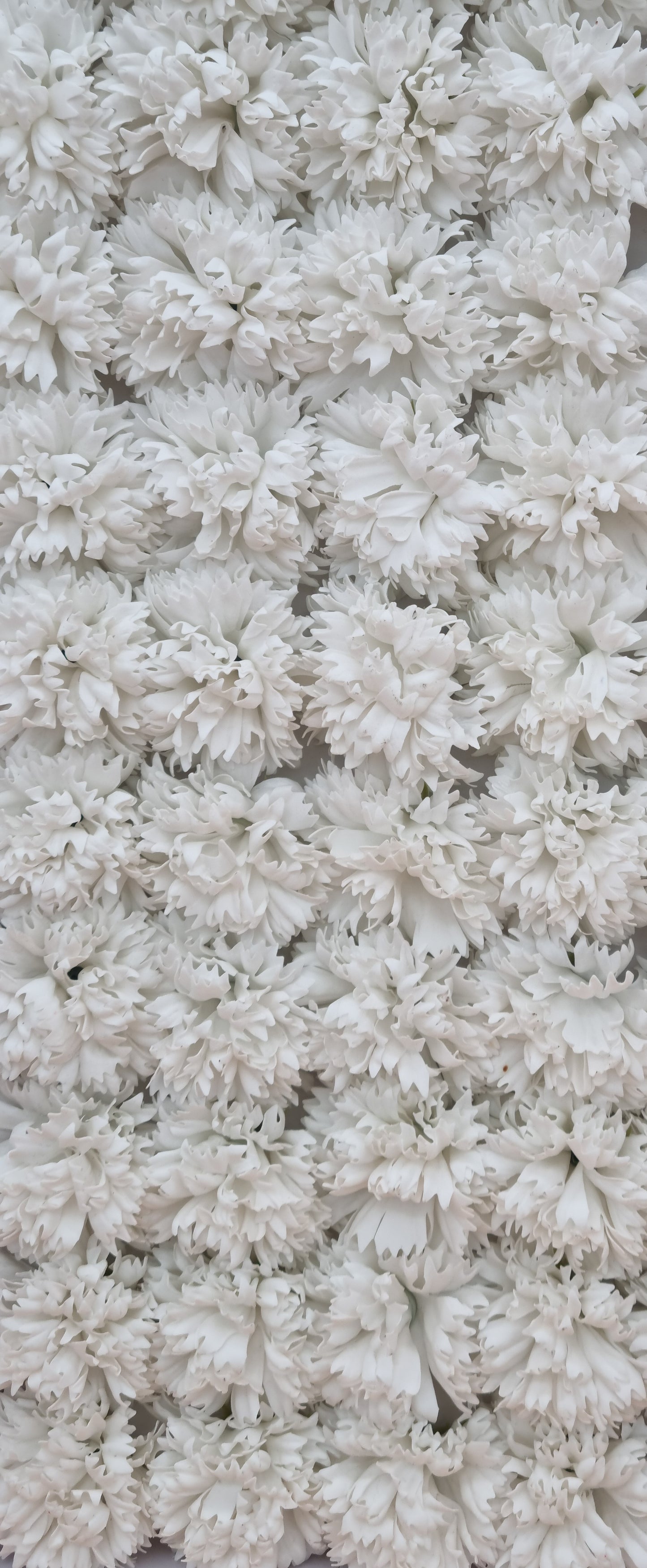 Seifenblume "Nelke 79" Weiß