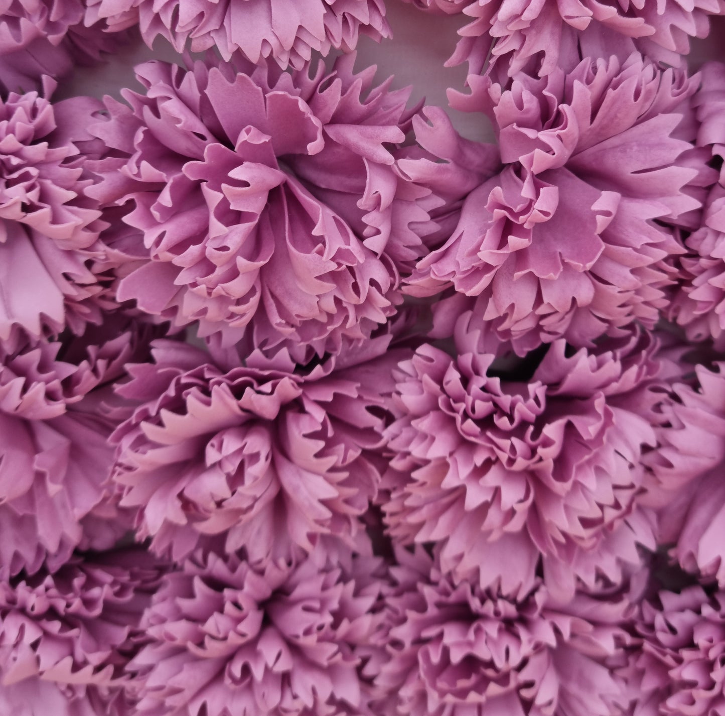 Seifenblume "Nelke 81" Flieder