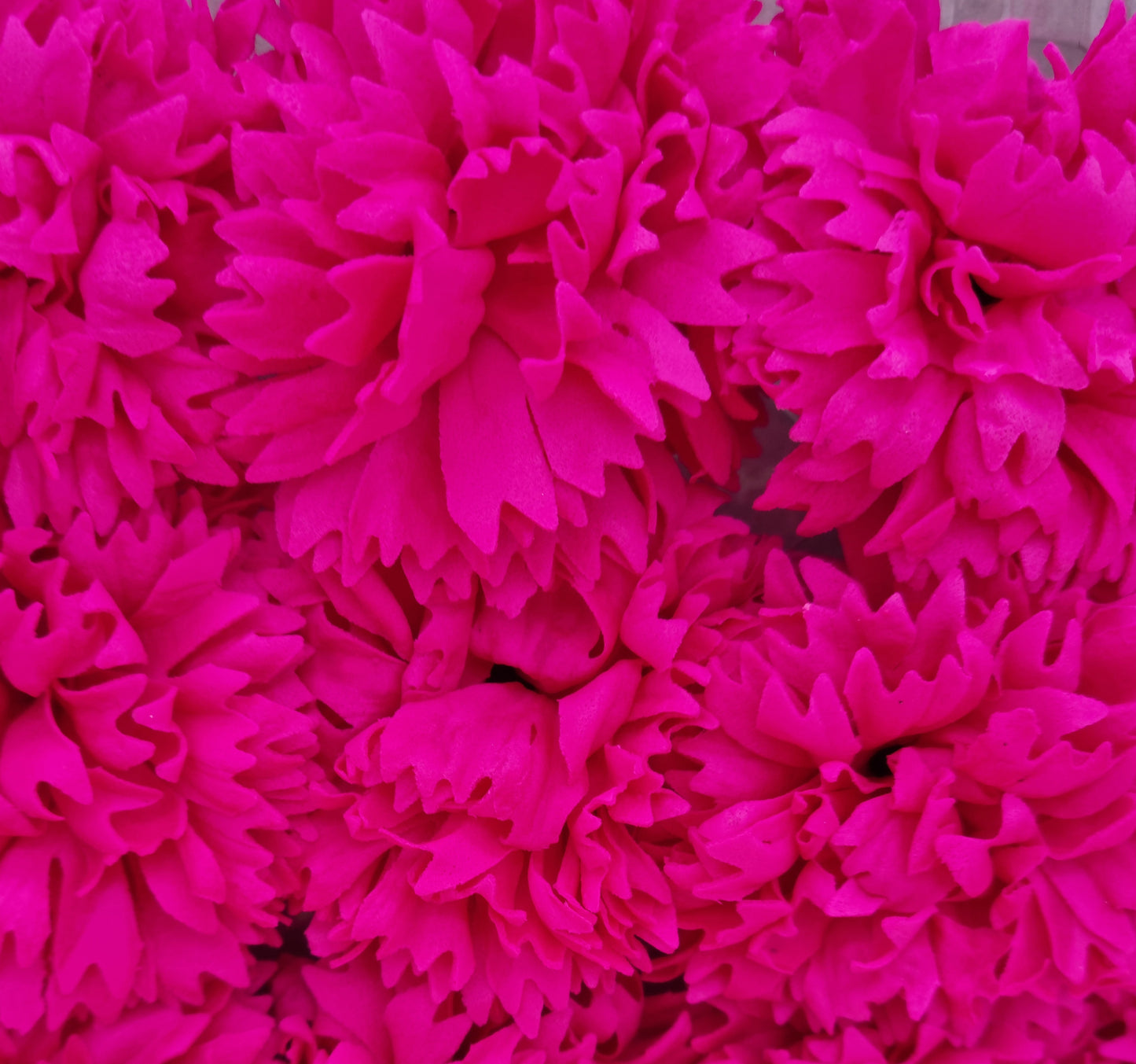 Seifenblume "Nelke 83" Intensives Pink