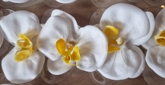 Seifenblume "Orchideen 106" Creme