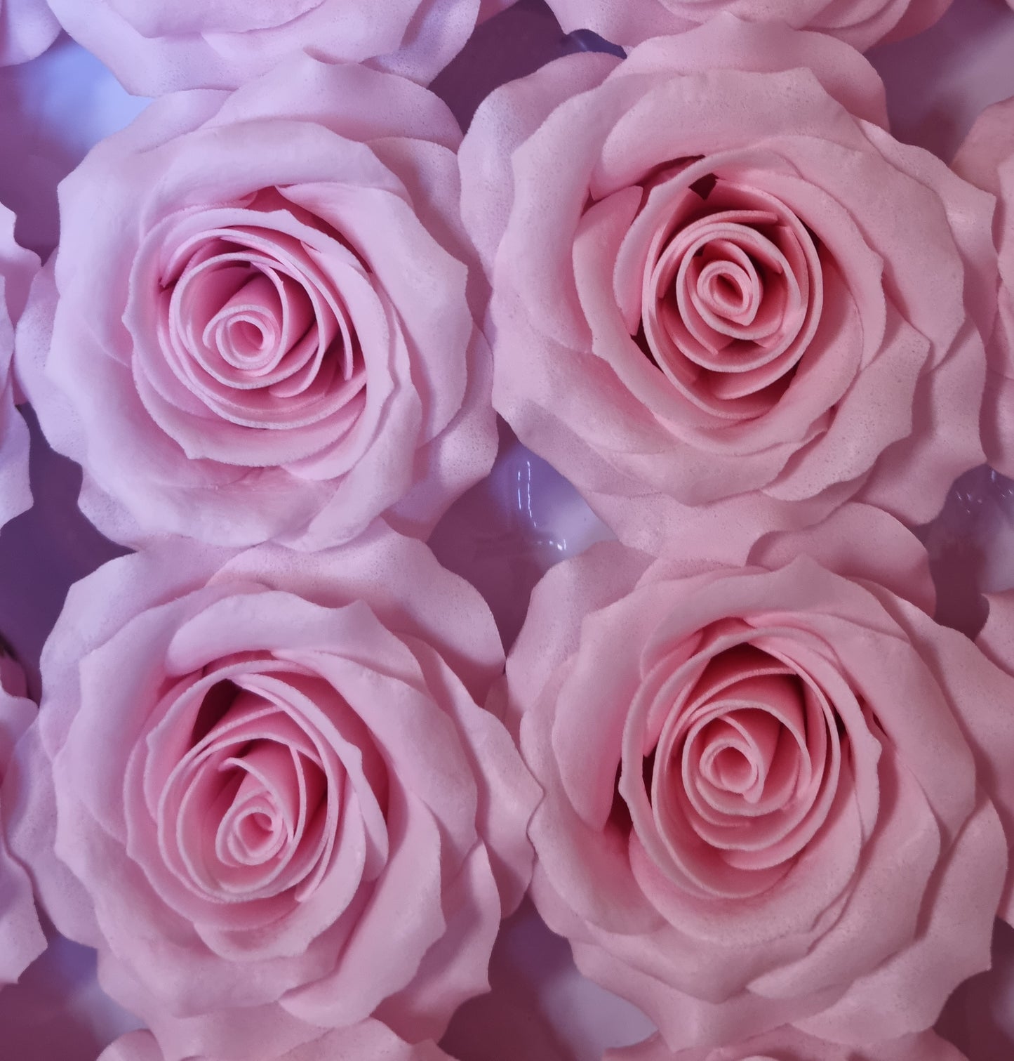 Seifenblume "Rose mittel 122" Babyrosa