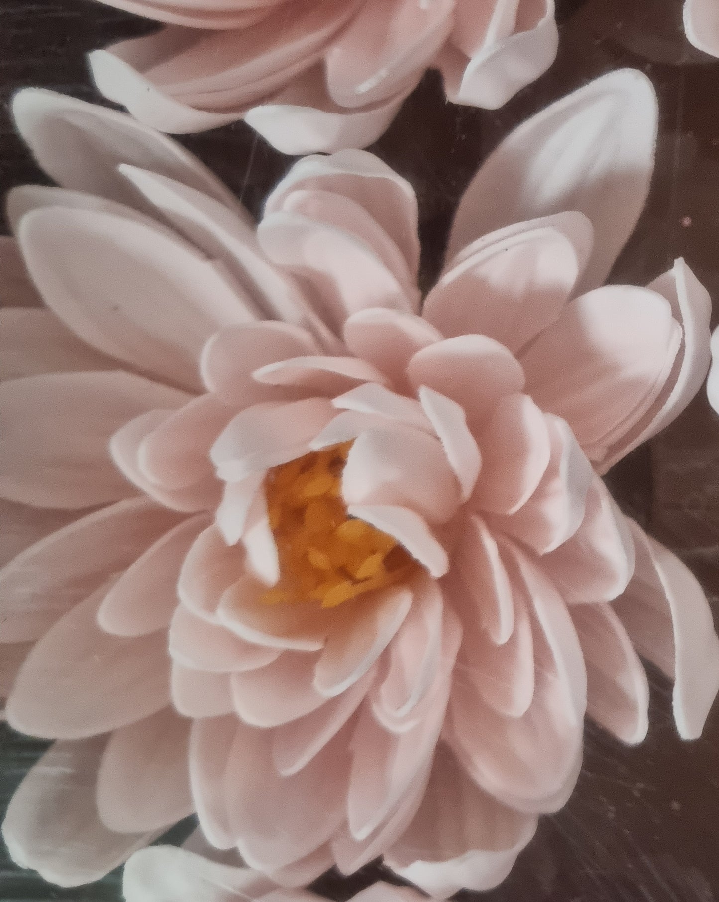 Seifenblume "Lotus 125" Babyrose