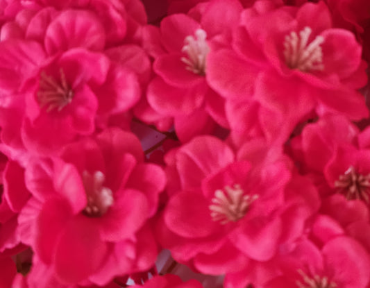 Seifenblume "Kirschblüten 138" Rot