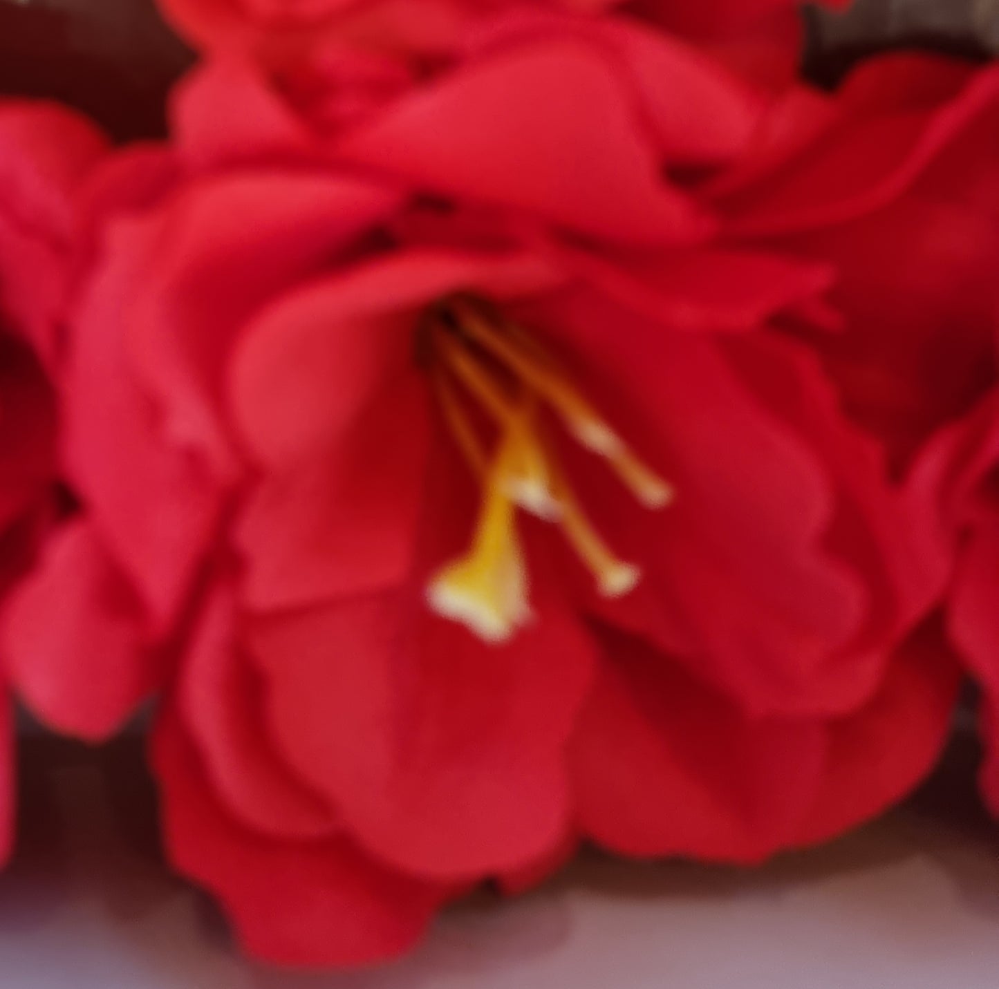 Seifenblume "Azaleen 145" Rot