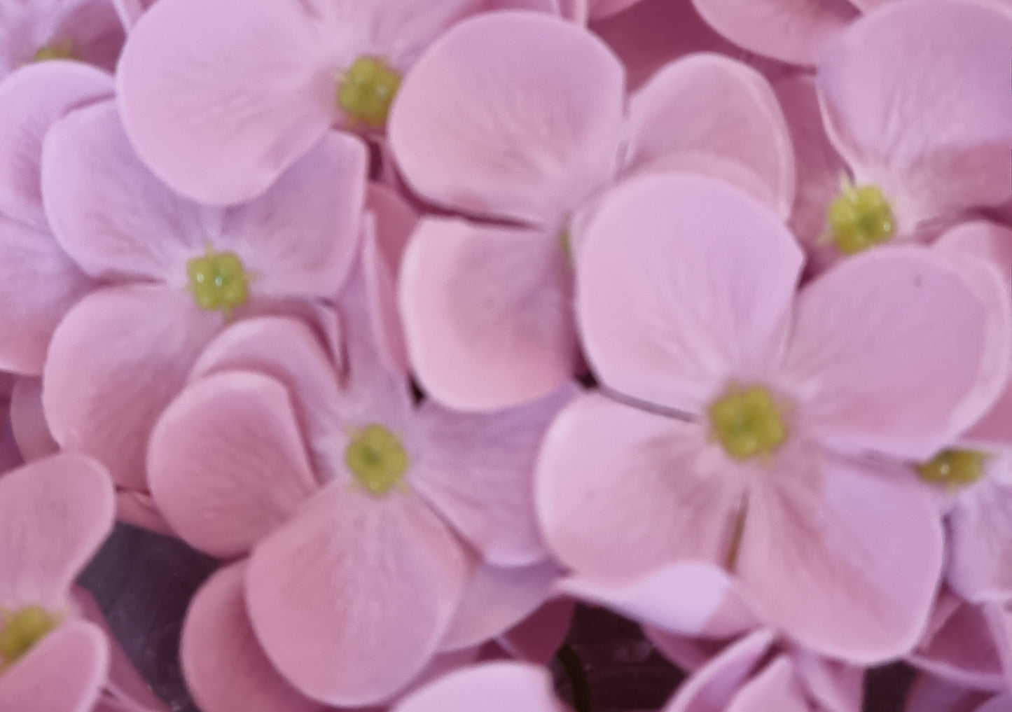 Seifenblume "Hortensien 154" Hell Violett