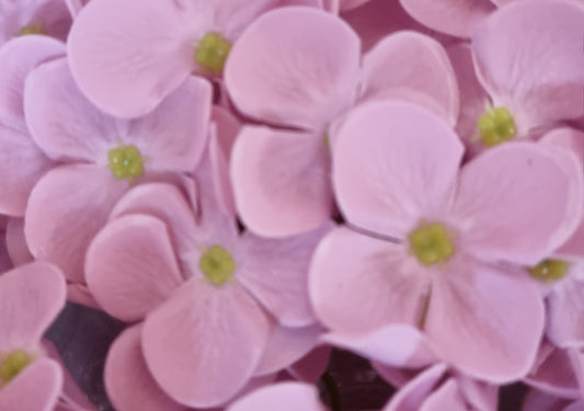 Seifenblume "Hortensien 154" Hell Violett