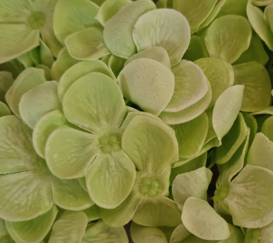 Seifenblume "Hortensien 156" Grün