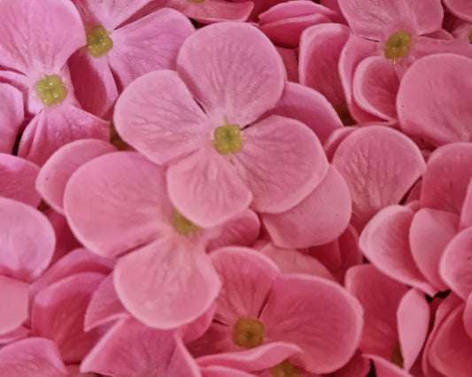 Seifenblume "Hortensien 165" Blau