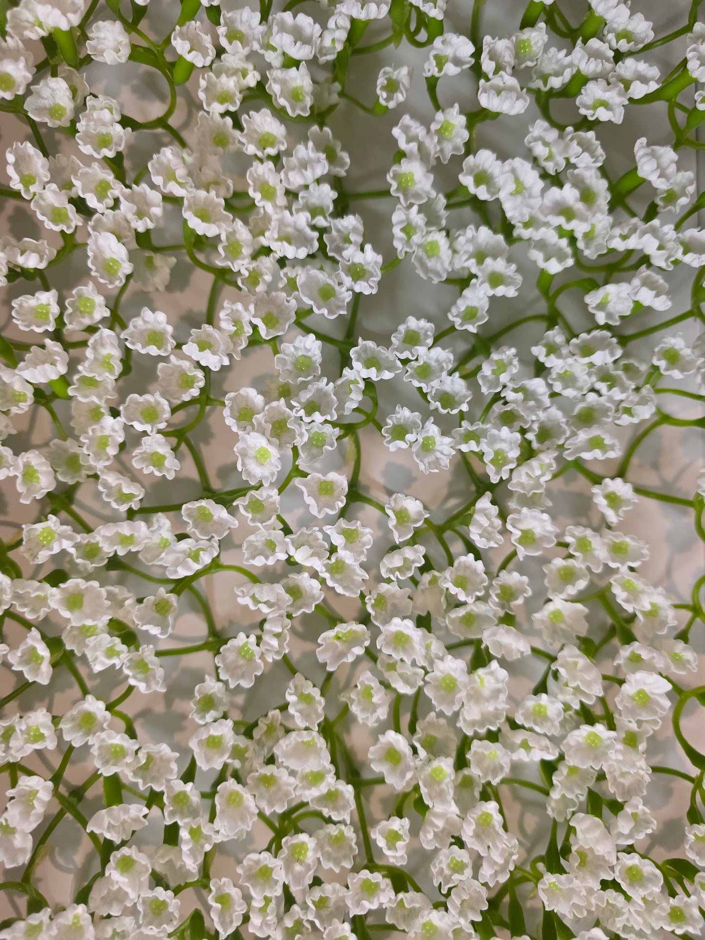 Seifenblume "Schleierkraut 456" Weiß