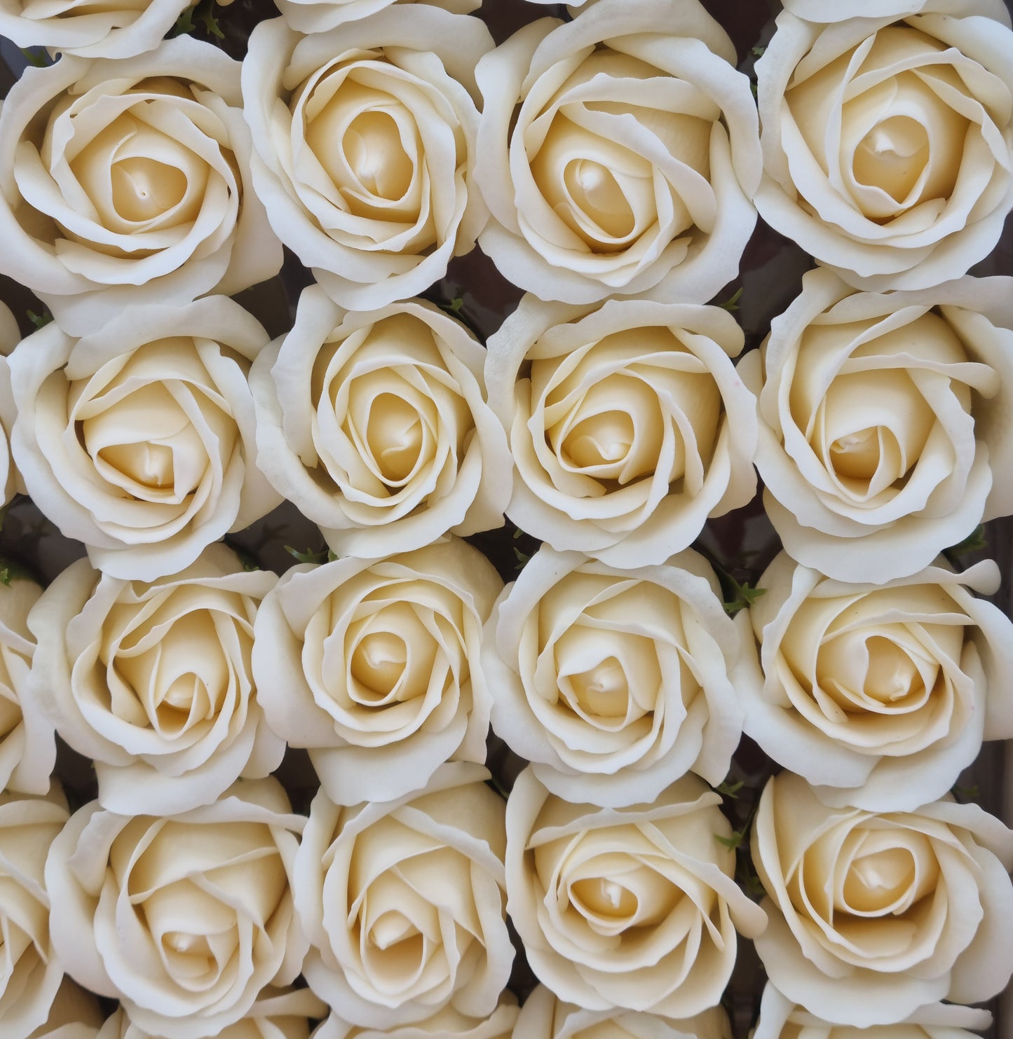 Seifenblume "Rose 63" Hellcreme