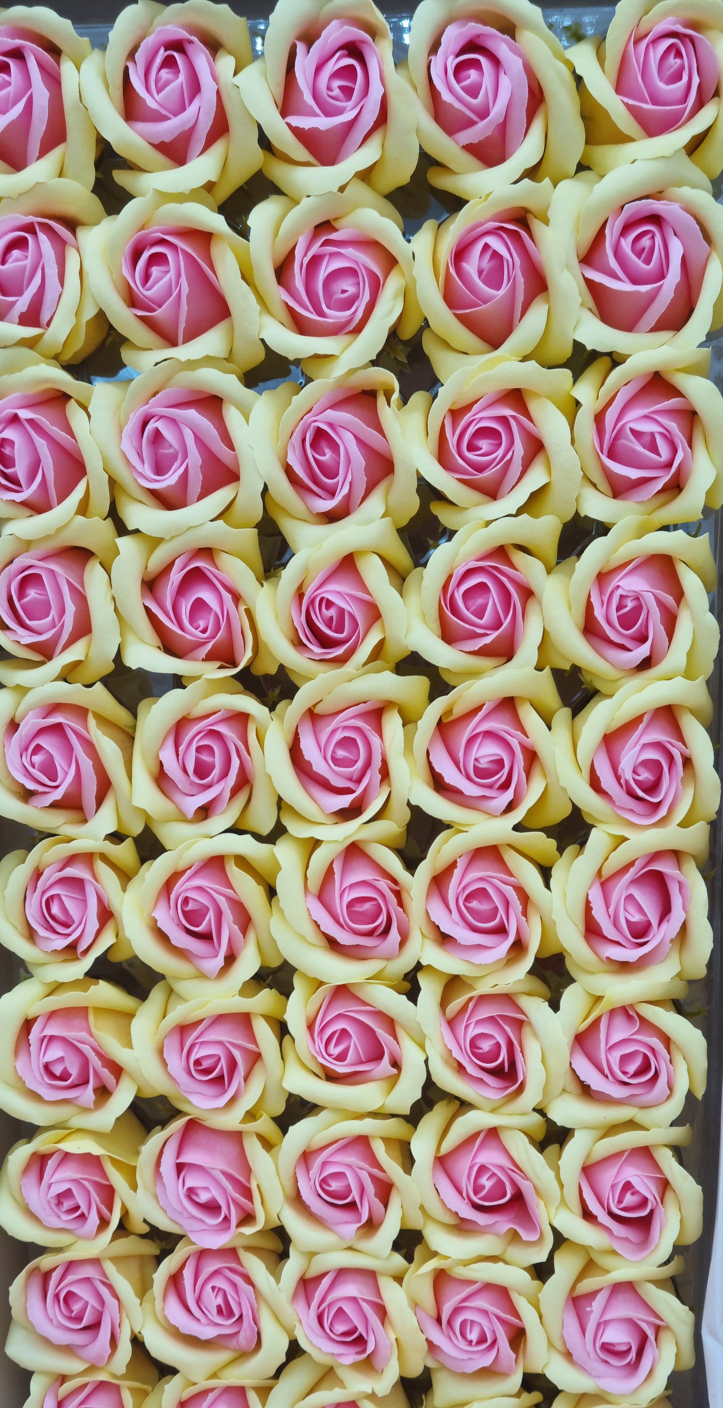 Seifenblume Multicolor "Rose 71" Gelb + Puderrosa