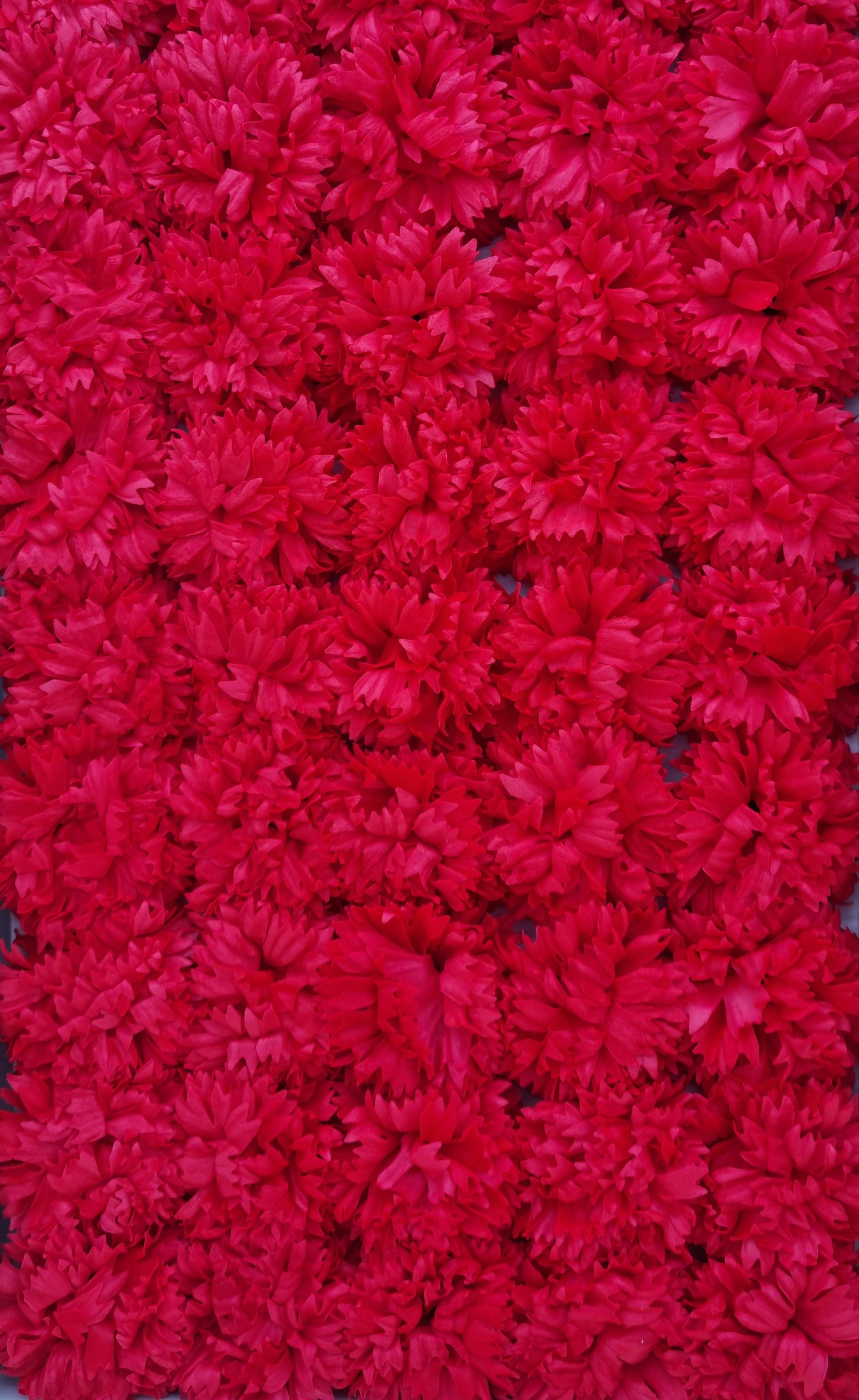 Seifenblume "Nelke 76" Rot