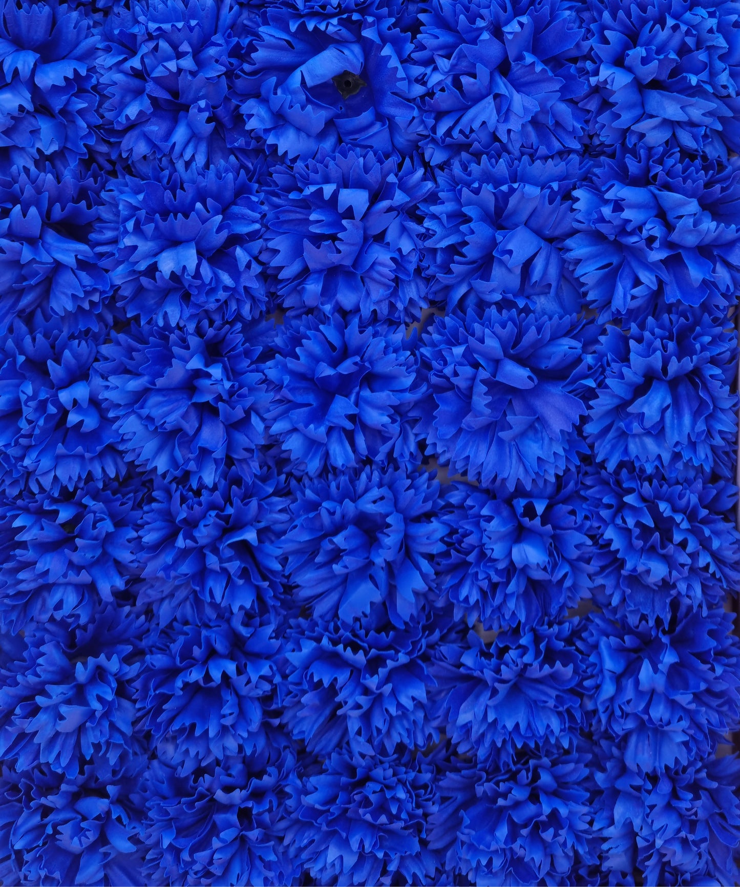 Seifenblume "Nelke 80" Blau