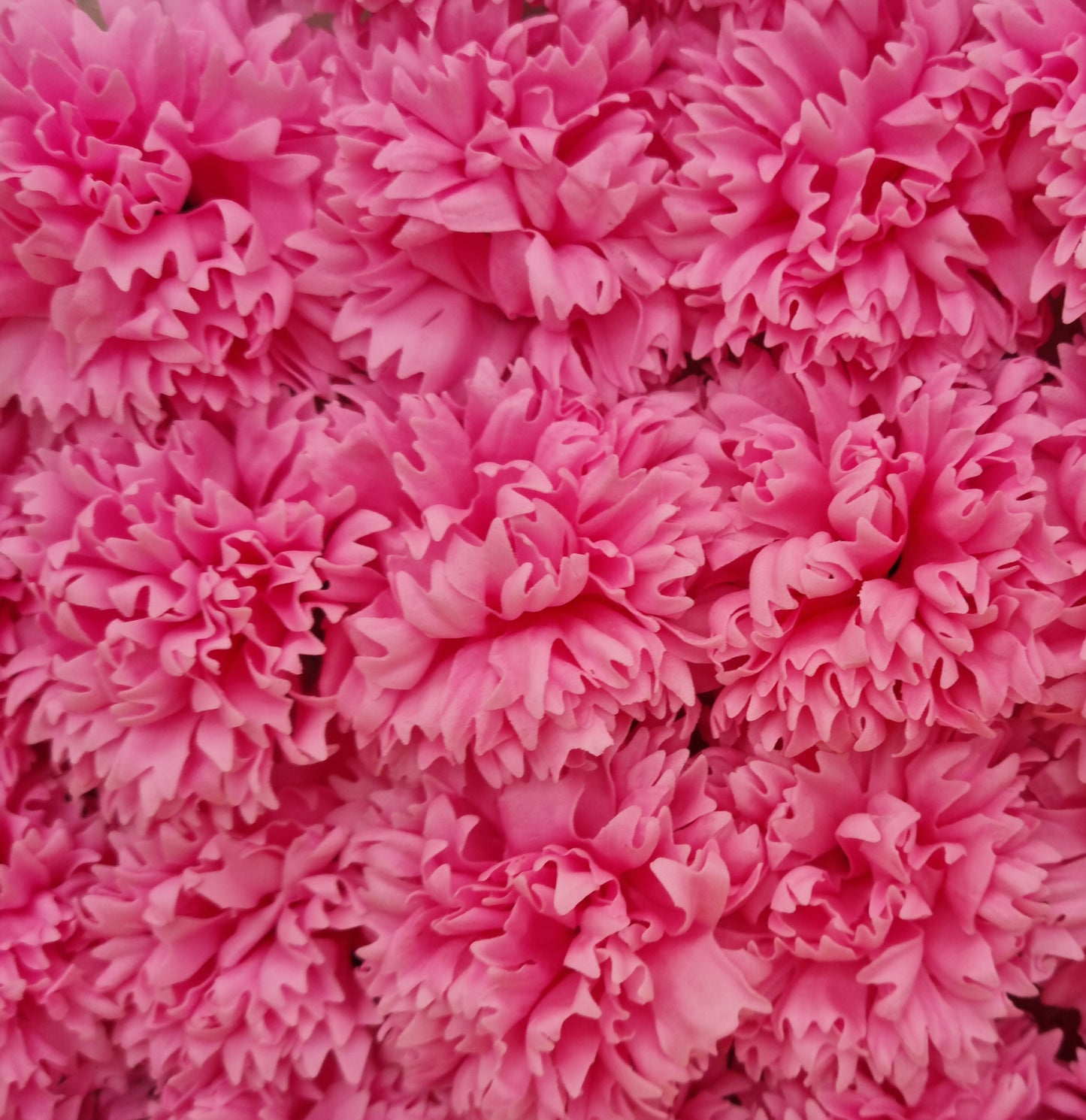 Seifenblume "Nelke 84" Rosa