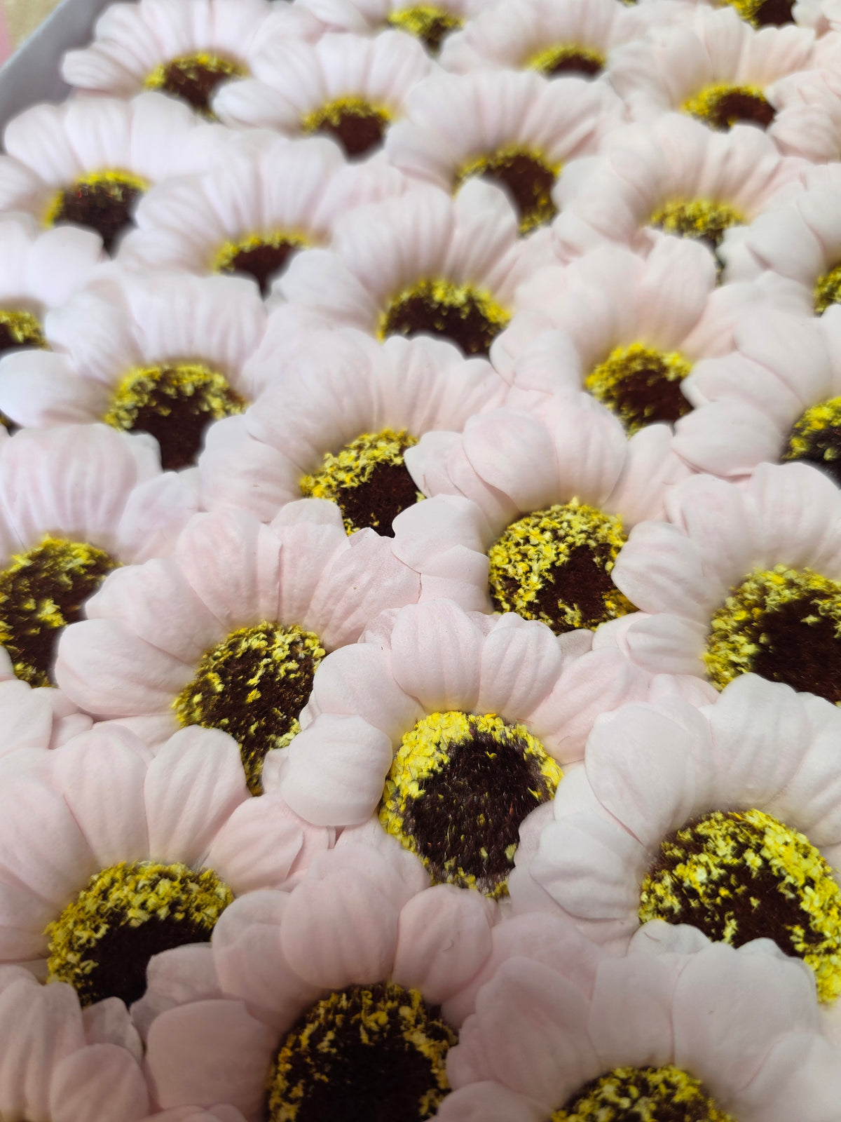 Seifenblume "Sonnenblume 97" Babyrosa