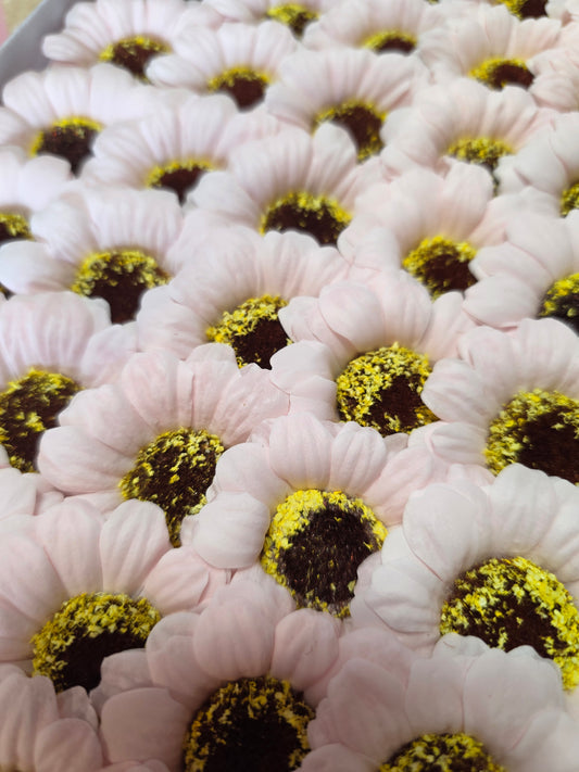 Seifenblume "Sonnenblume 97" Babyrosa